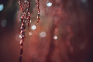 超宏观，超宏观，超宏观，宏观，博克，户外，自然，植物生活