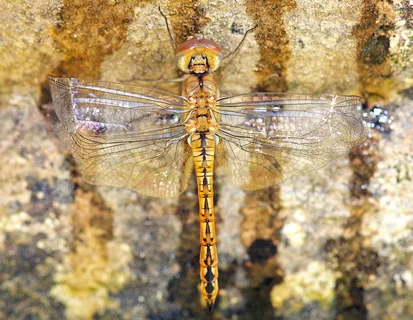 美国,海边的卡梅尔,中谷购物中心,喷泉,蜻蜓,特写,展开,翅膀 美国,海边的卡梅尔,中谷购物中心,喷泉,蜻蜓,特写,展开,翅膀