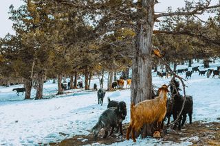 站在树旁的黑褐色山羊