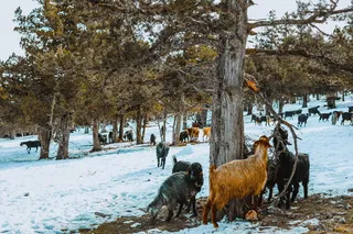 站在树旁的黑褐色山羊