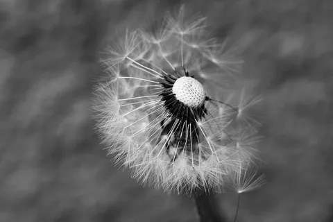 蒲公英，春花，花朵，春天，自然，新鲜，脆弱，开花植物