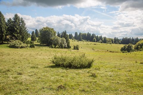 斯瓦比亚白杨,杜松,景观,白杨屋檐,白杨,植物,树木,绿色 斯瓦比亚白杨,杜松,景观,白杨屋檐,白杨,植物,树木,绿色