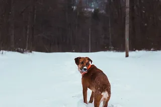 棕色的狗在雪中行走