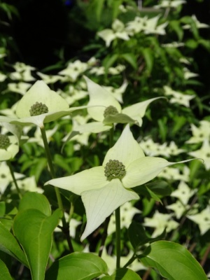 自然、开花、开花、山茱萸、山茱萸、银河、山茱萸、亚洲山茱萸花
