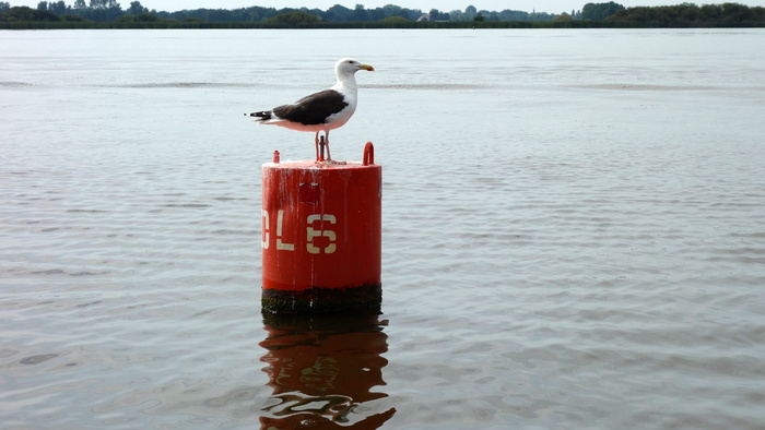 Scheepvaartmarking，海鸥，标记，横向标记，水标记，浮标设置，浮标，水域