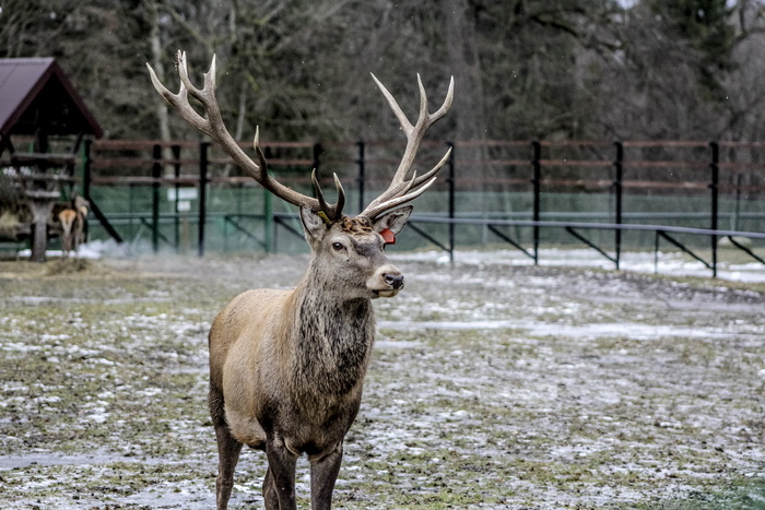białowieża, 哈特, 牛角, 鹿角, 示范保护区, 动物, 动物主题, 哺乳动物