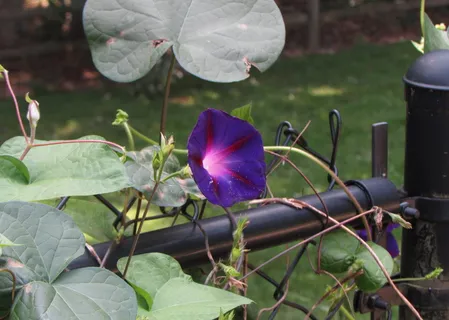 牵牛花,牵牛花,紫罗兰,花朵,自然,花卉,花园 牵牛花,牵牛花,紫罗兰,花朵,自然,花卉,花园