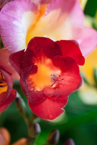 希腊, 阿利莫斯, 帕尼山, 花, 植物, 春天, 自然之美, 非城市场景