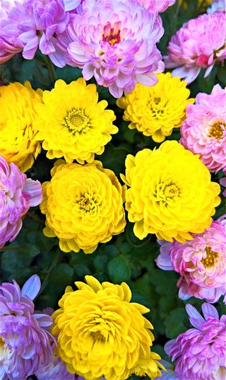 特写照片，黄色，粉色，大丽花，紫苑，菊花，紫苑，小花