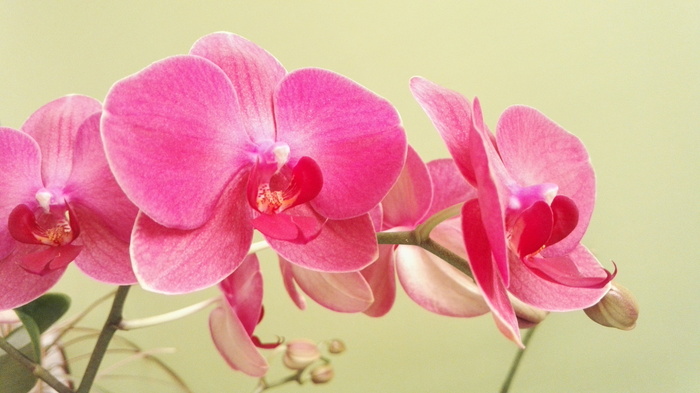 粉红色飞蛾兰花，蝴蝶兰花，兰花，兰花，花，植物，室内植物，粉红色