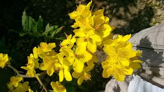 自然，美丽，新鲜，美丽，黄色，开花植物，花，新鲜，植物