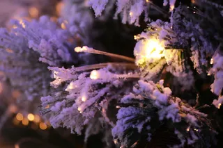 植物, 光, 开花, 花, 北极, 圣诞老人, 光城, 雪