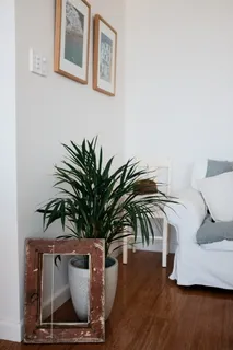 绿叶植物和墙壁旁边的方形棕色相框 绿叶植物和墙壁旁边的方形棕色相框