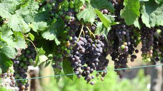 葡萄园，葡萄藤，葡萄栽培，葡萄酒，葡萄，葡萄，蓝葡萄，奥地利