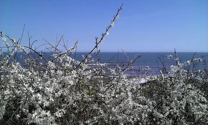 海，地平线，蓝，山楂，花，白，花，蓝天