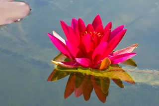 睡莲，水生植物，开花，开花，池塘，湖玫瑰，紫色，粉红色睡莲