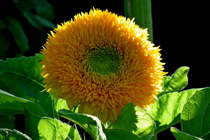 观赏向日葵，黄色，花朵，花瓣，开花，繁茂，自然，园林