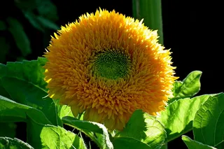 观赏向日葵，黄色，花朵，花瓣，开花，繁茂，自然，园林