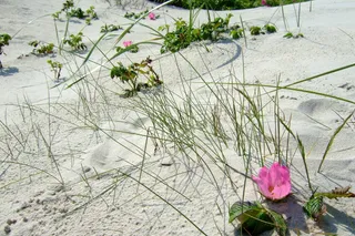 海滩、花朵、沙丘、粉色、草、植物、开花植物、大自然之美