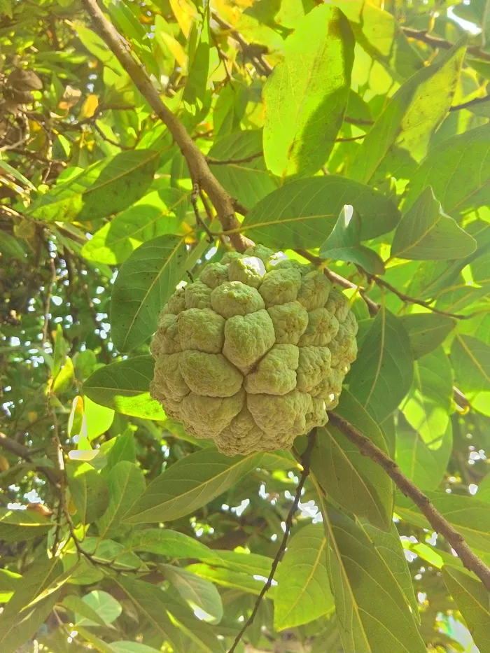 奶油冻苹果，奶油冻，苹果，水果，水果，食品，自然，农业