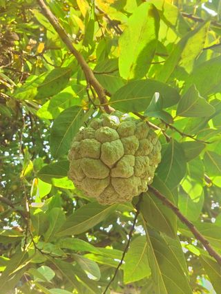 奶油冻苹果，奶油冻，苹果，水果，水果，食品，自然，农业