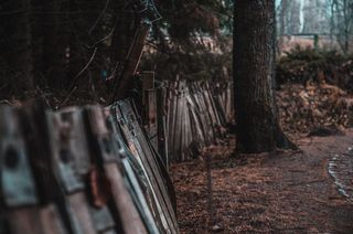 武器，武器，树，植物，树干，枪，木头，地面