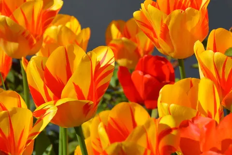 橙色,红色,郁金香花,郁金香,郁金香花,花,黄色,绿色 橙色,红色,郁金香花,郁金香,郁金香花,花,黄色,绿色