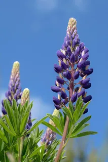 羽扇豆,花,花序,天空,蓝色,生长,植物,自然之美 羽扇豆,花,花序,天空,蓝色,生长,植物,自然之美