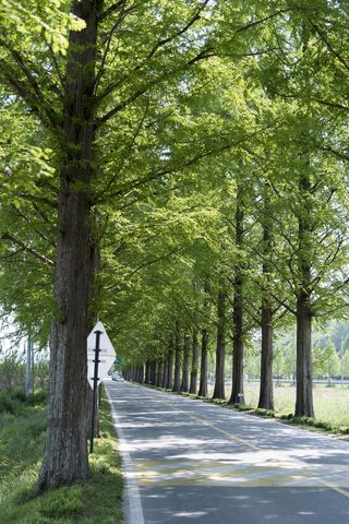 damyang、gil、walk、korea、forest、meta information查询您的方式、木材、自然