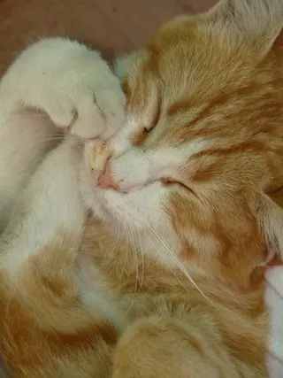 小猫，睡觉，感觉在家，可爱，甜蜜，红，白，家猫