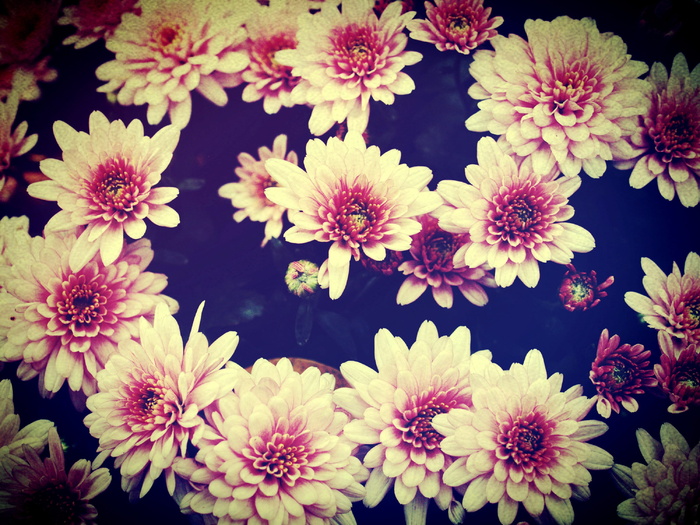 田地、过滤器、植物群、花、树叶、花园、图像、景观