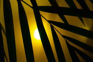 棕榈树、霓虹灯、派对、艺术、霓虹灯、人造、树叶、雾