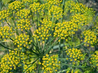 莳萝，伞，调味品，香草，伞形莳萝，香料，菜园，花园