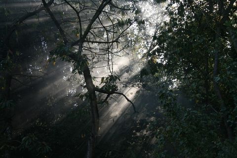 秋天，间谍，树木，树木，植物，生长，自然，土地