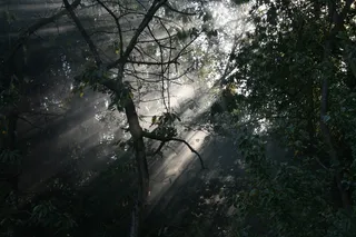 秋天，间谍，树木，树木，植物，生长，自然，土地