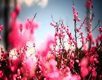 美国,伯明翰,桃花,惊人的花,切花,卡罗琳·普劳夫,花和图像,桌面背景 美国,伯明翰,桃花,惊人的花,切花,卡罗琳·普劳夫,花和图像,桌面背景