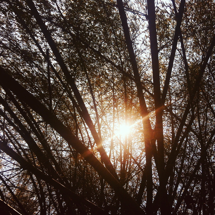 印度, srirangapatna, 野生动物, 树, 植物, 阳光, 天空, 太阳