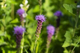 春天，自然，花朵，植物，花朵，植物，植物，多彩，紫色