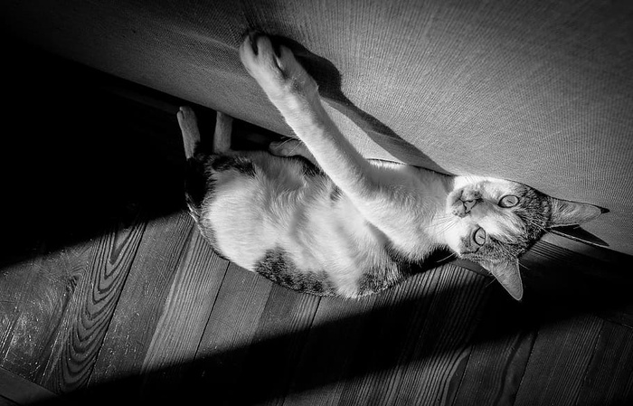 动物、黑白、猫、可爱、家养、猫、毛皮、室内