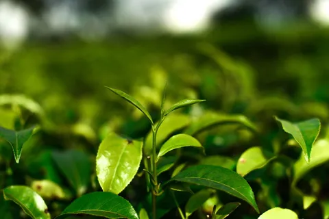 茶,小茶,正统茶,植物部分,叶,生长,绿色,植物 茶,小茶,正统茶,植物部分,叶,生长,绿色,植物