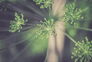 西班牙，el prat de llobregat，植物，大气，自然，树木，未聚焦，宏观