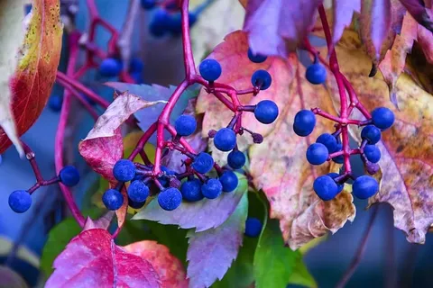 秋天，色彩强烈，和谐，自然，和谐，水果，健康饮食，食物