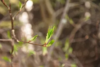 春季，床单，罗斯托克，自然，更新，植物，树木，特写