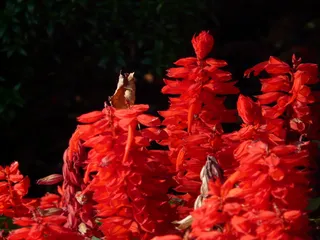 火鼠尾草，一串红鼠尾草，鼠尾草，红鼠尾草，园林植物，阳台植物，半灌木