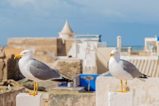 白天白色表面上的白灰色鸟