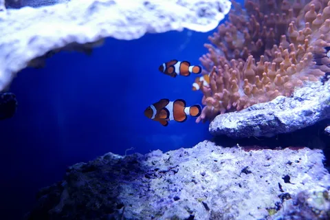水下、海洋、海洋、珊瑚、礁石、小丑鱼、尼莫、潜水 水下、海洋、海洋、珊瑚、礁石、小丑鱼、尼莫、潜水