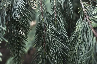瑞典，哥德堡，哥德堡植物园，植物，特写，生长，绿色，树