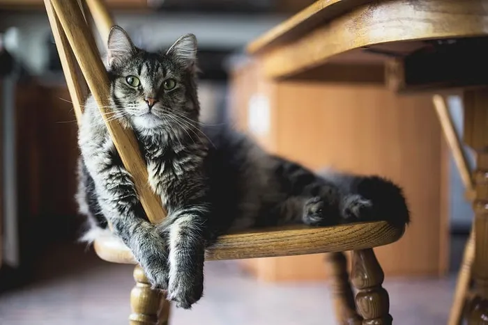 灰色、虎斑猫、猫、倾斜、棕色、木制、椅子、桌子