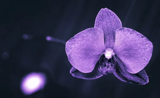 自然,植物,紫色,兰科,石头,花,花,紫罗兰 自然,植物,紫色,兰科,石头,花,花,紫罗兰