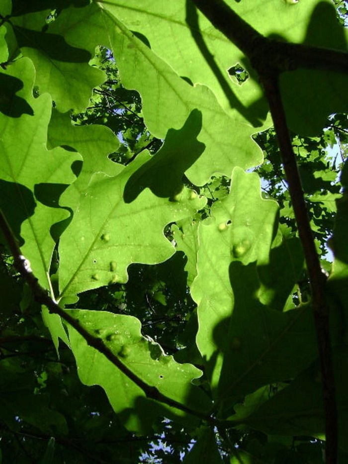 叶子，绿色，植物，灯，背光，照明，多叶，图案